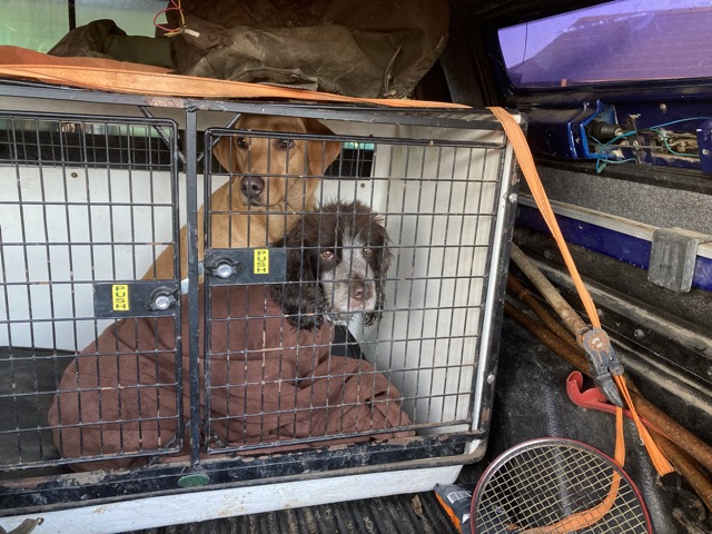 Boxing Day 2025 trip to Hunstanton beach. Wet dogs now cosy for the trip home.