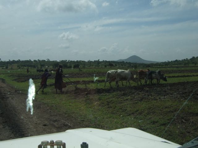 Ploughing with Oxen