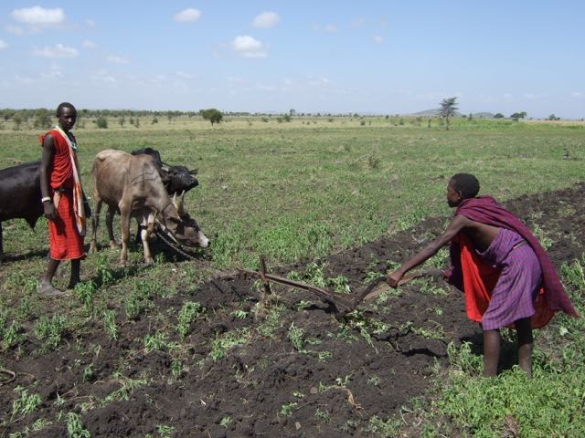 More Oxen ploughing