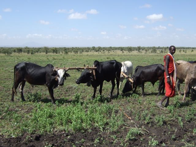 We scared the beasts and they got in a tangle