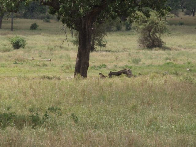 Three Leopard if you zoom in